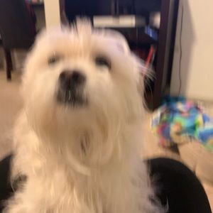 Meet your Posher, Alicia